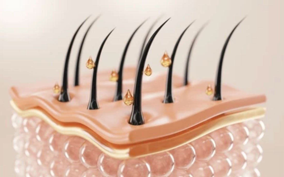 3D illustration of hair follicles on the scalp with hydration droplets, representing scalp health and hair restoration.